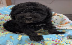  dogs for sale: Waylon - Image 1