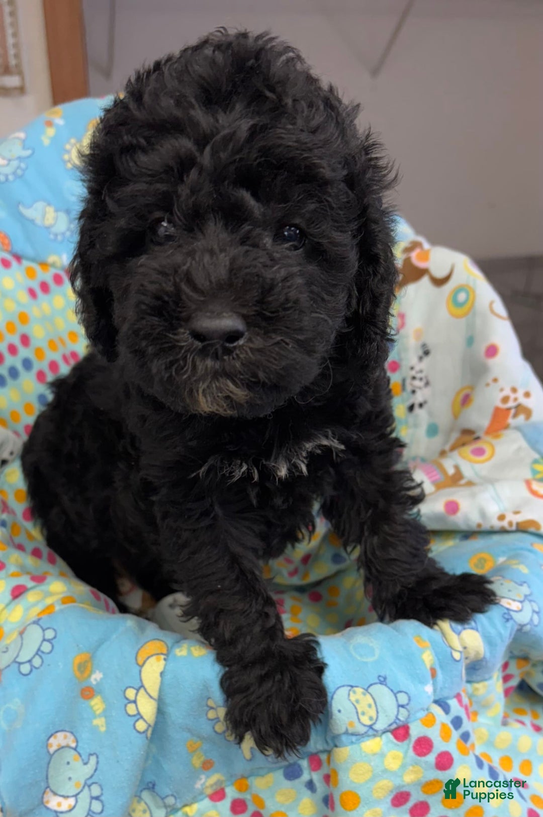  dogs for sale: Waylon - Image 1