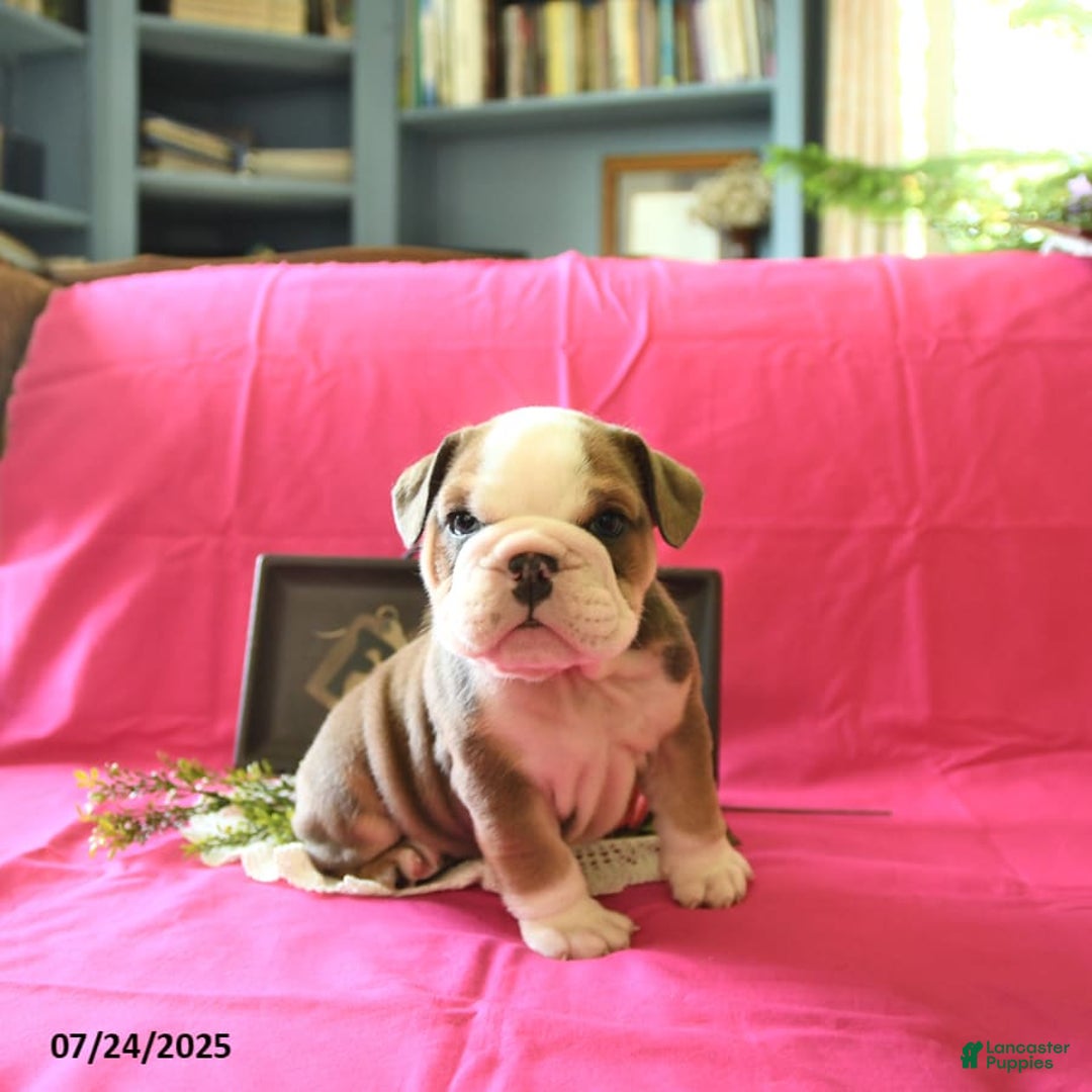 English Bulldog dogs for sale: Keith - Image 4