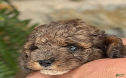 Mini Aussiedoodle dogs for sale: Rocco - Image 1