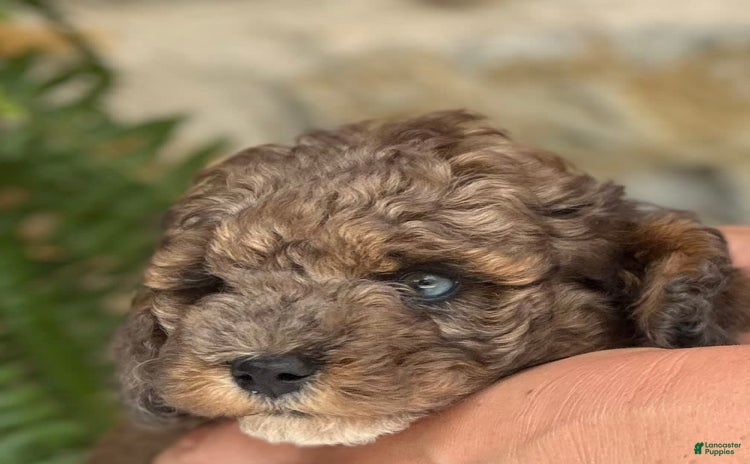 Mini Aussiedoodle dogs for sale - Ad 4