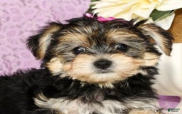 Yochon dogs for sale: Twila - Image 2