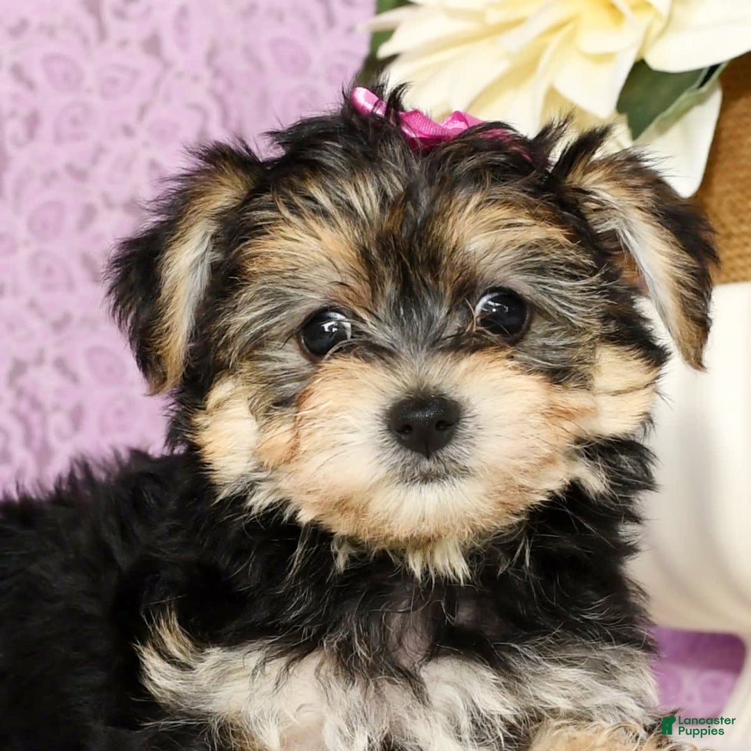 Yochon dogs for sale: Twila - Image 2