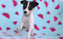 Toy Fox Terrier dogs for sale: Ziggy - Image 4