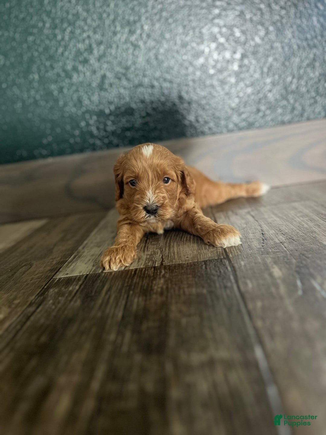 Cavapoo dogs for sale: River - Image 3