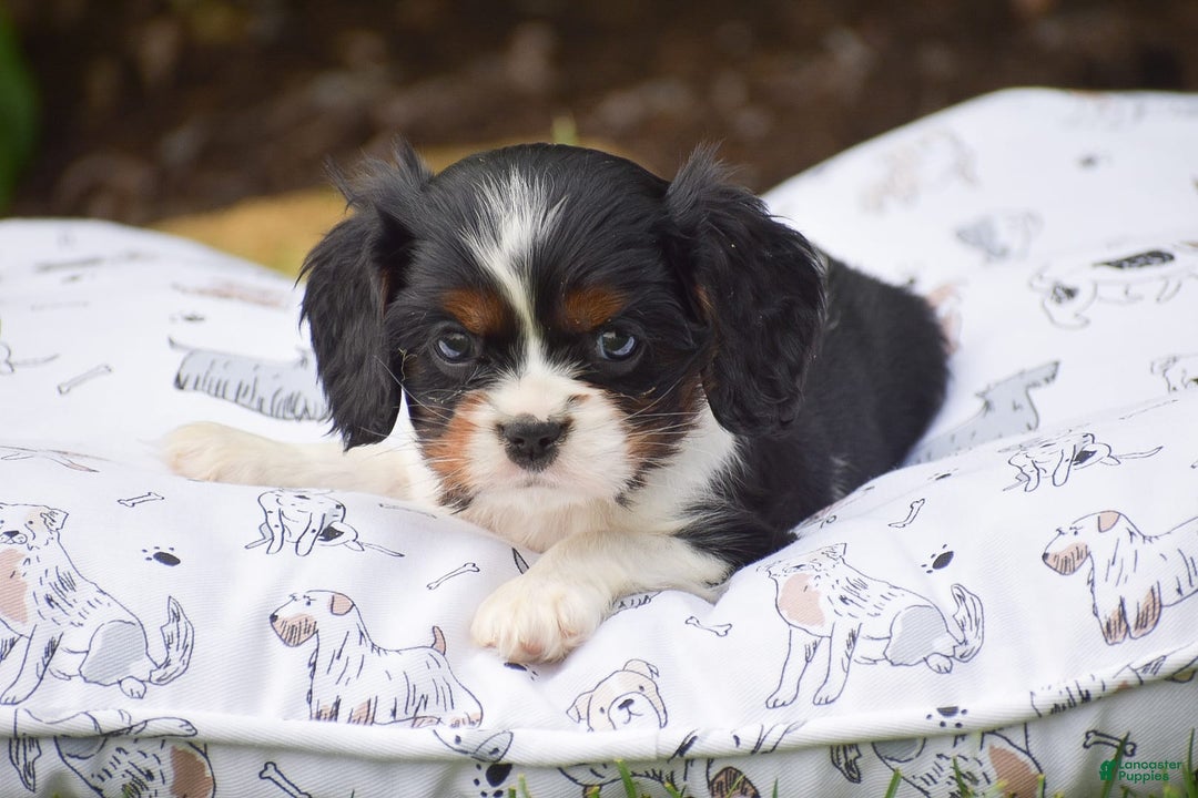 Cockalier dogs for sale: Roda - Image 9