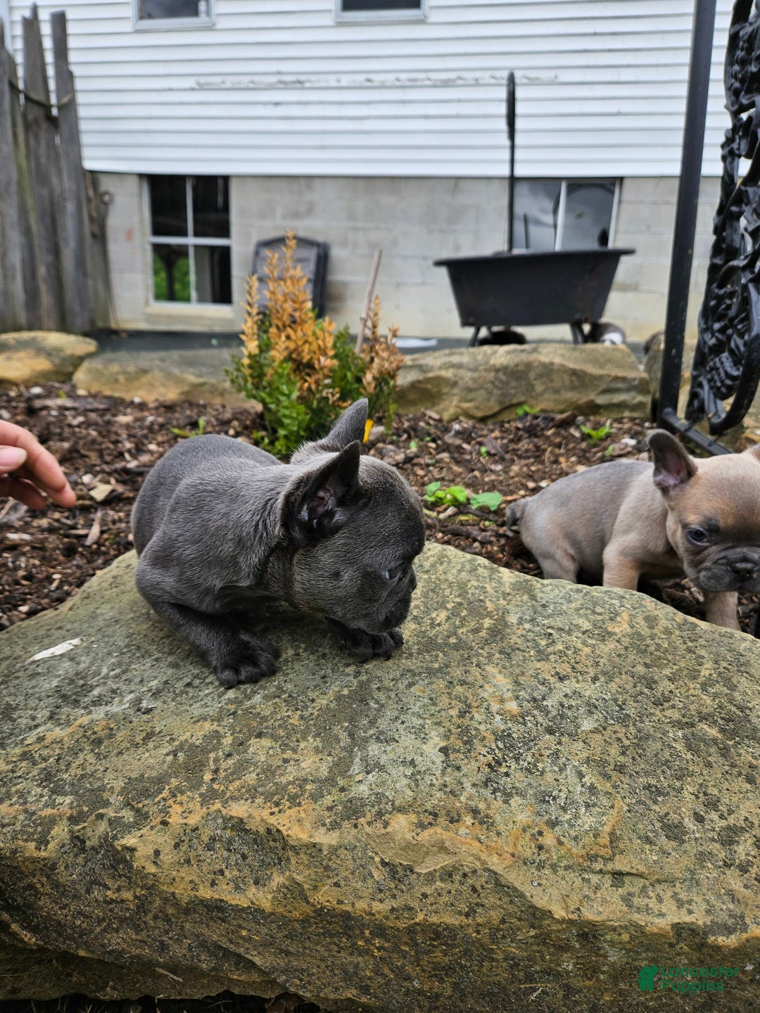 French Bulldog dogs for sale: Blue - Image 3
