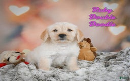 Goldendoodle dogs for sale: Ruby - Image 1