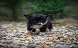 Pomchi dogs for sale: Night Fox - Image 4