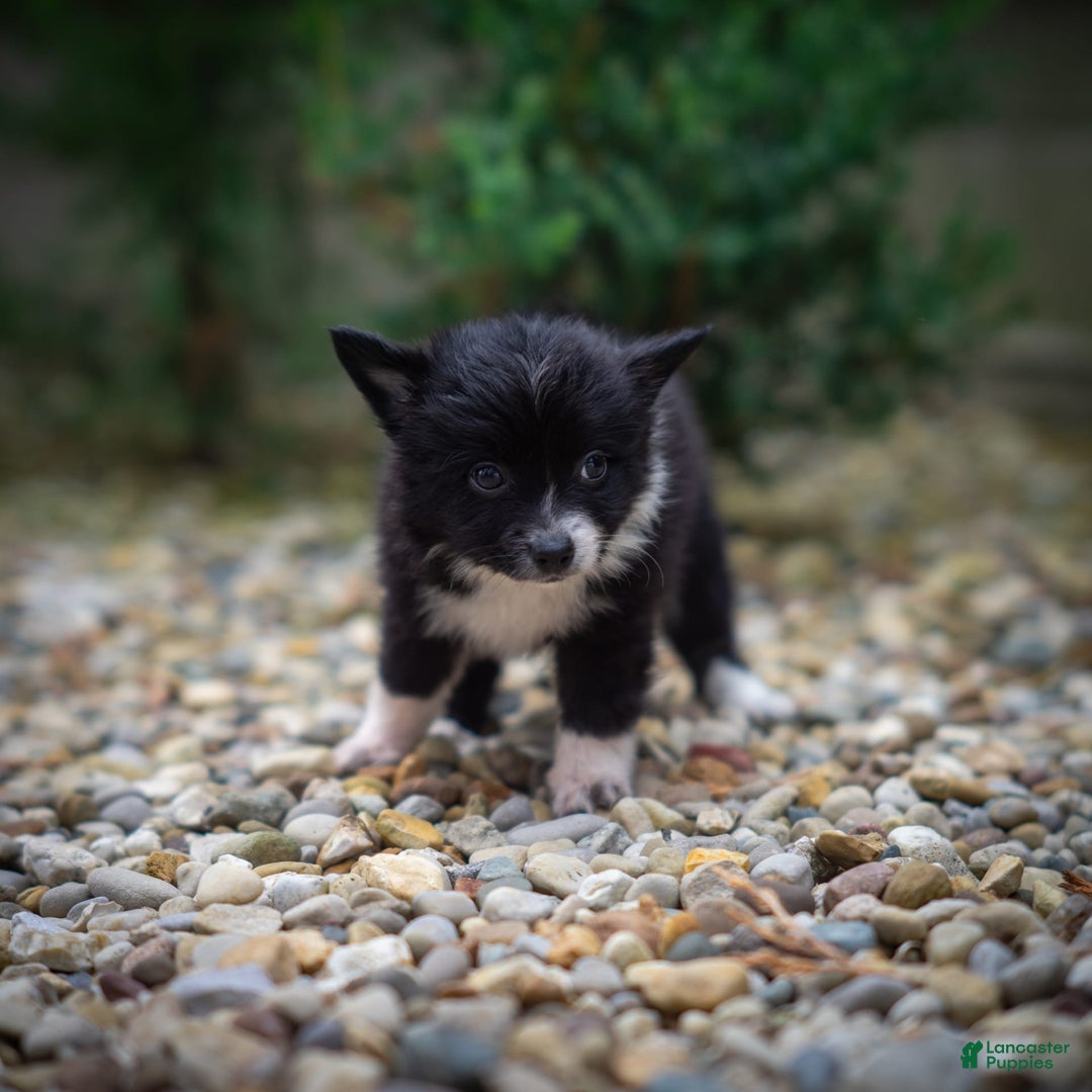 Pomchi dogs for sale: Night Fox - Image 4