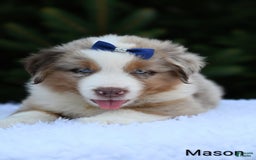 Miniature Australian Shepherd dogs for sale: Mason - Image 3