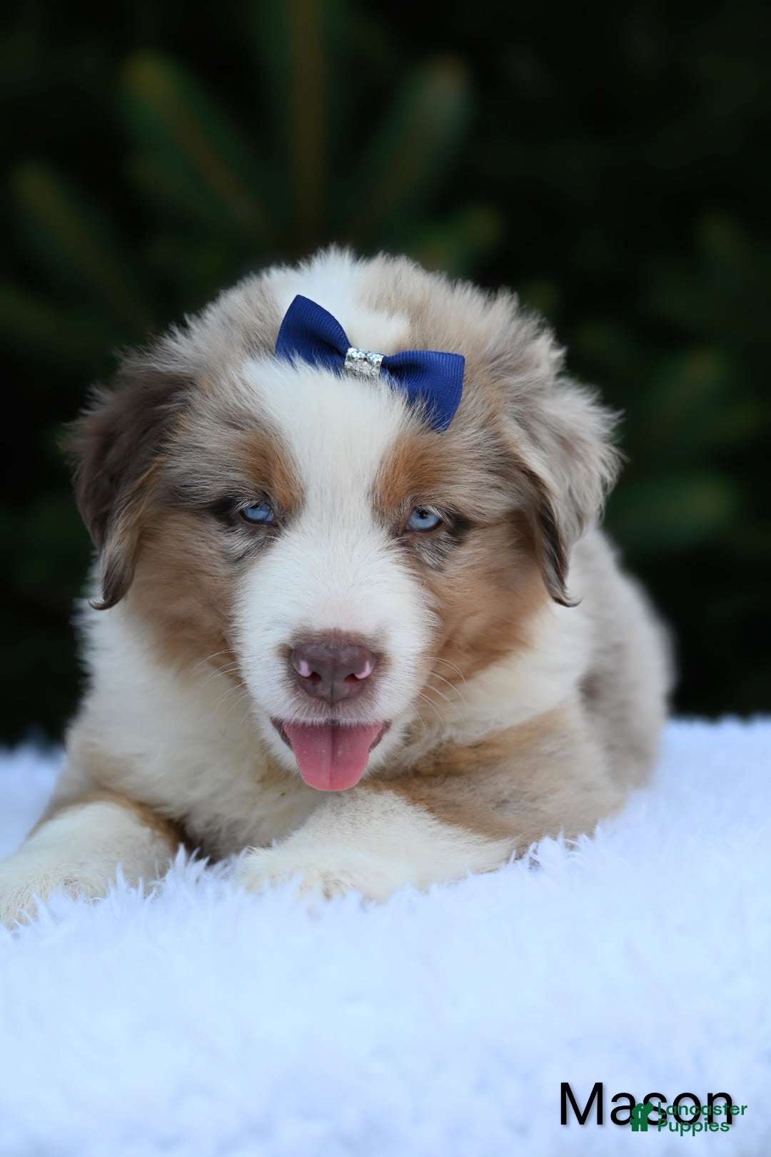 Miniature Australian Shepherd dogs for sale: Mason - Image 3