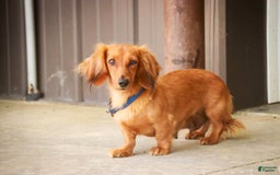 Miniature Dachshund dogs for sale: Harry - Image 14