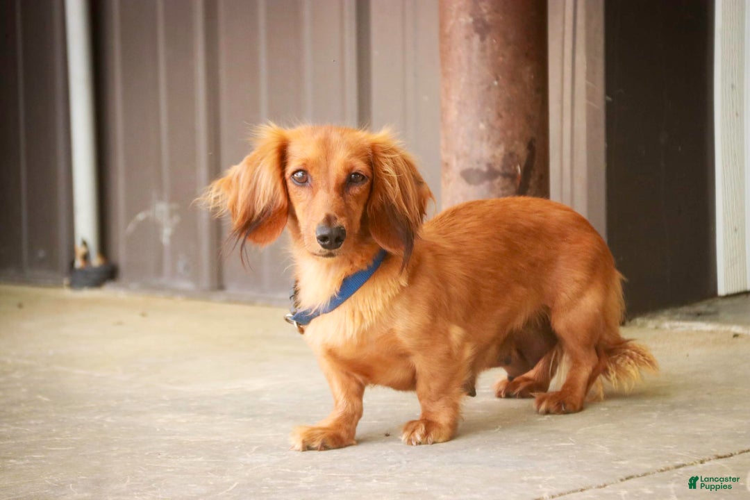 Miniature Dachshund dogs for sale: Harry - Image 14