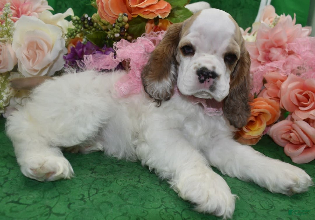 Cocker Spaniel dogs for sale: Akcabbysablepartimerleblueeyescockerpuppy - Image 14
