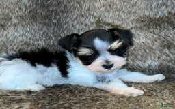 Miniature Schnauzer dogs for sale: Chipp - Image 5