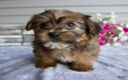 Shorkie dogs for sale: Echo - Image 7