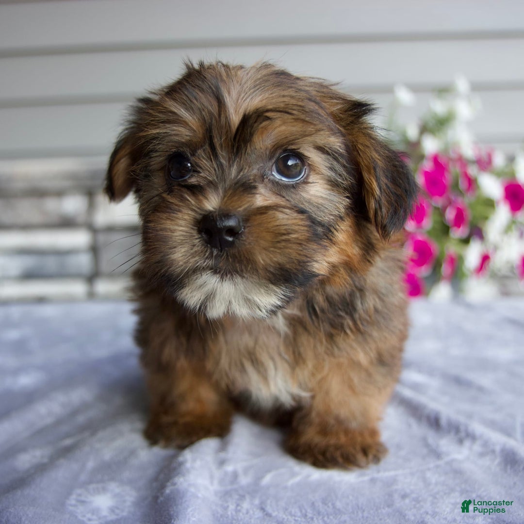 Shorkie dogs for sale: Echo - Image 7
