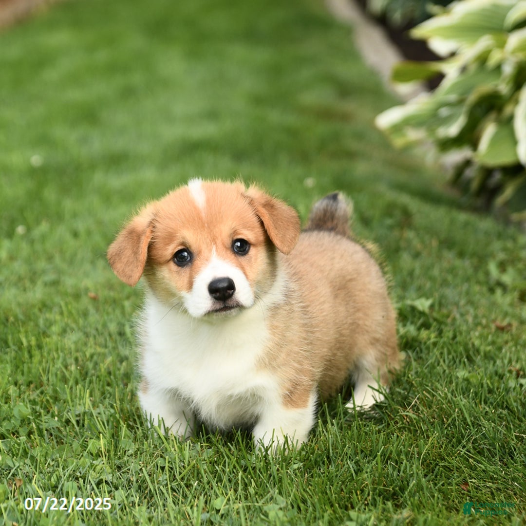 Welsh Corgi Pembroke dogs for sale: Felix - Image 2