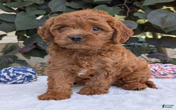 Cavapoo dogs for sale: Loki - Image 10
