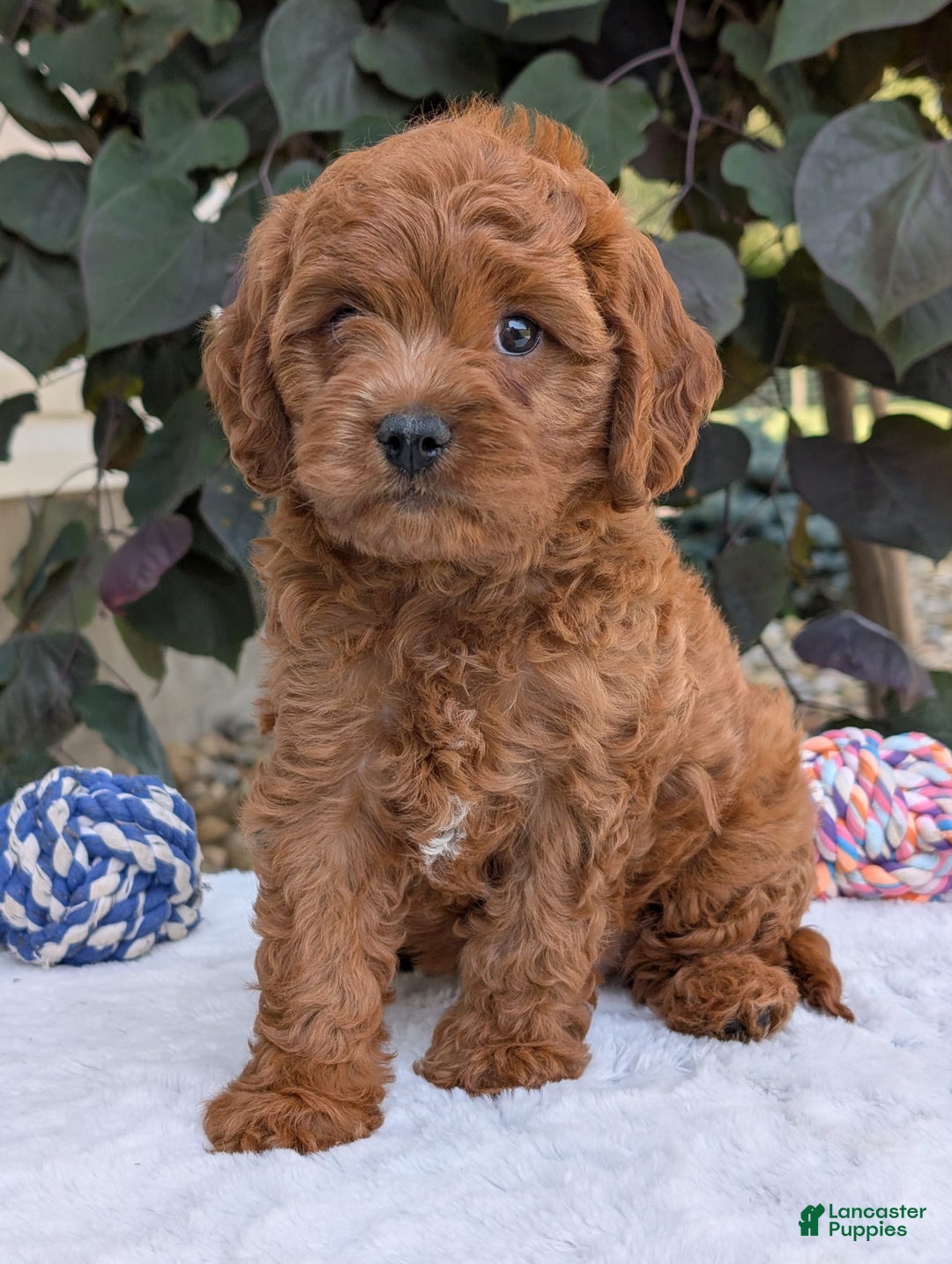 Cavapoo dogs for sale: Loki - Image 10