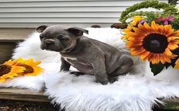 Frenchton dogs for sale: Rocky - Image 8
