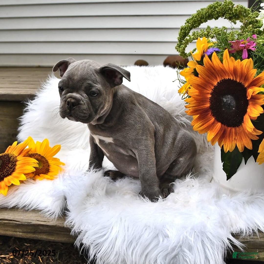 Frenchton dogs for sale: Rocky - Image 8