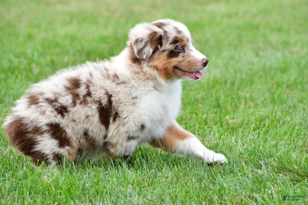 Australian Shepherd dogs for sale: Leo - Image 7