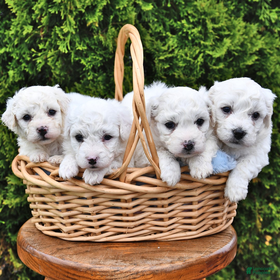 Bichon Frise dogs for sale: Asher - Image 1