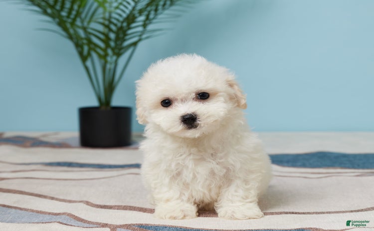 Bichon Frise dogs - Advert 21