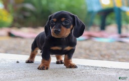 Miniature Dachshund dogs for sale: Miniature Dachshund 3 puppies - Image 6