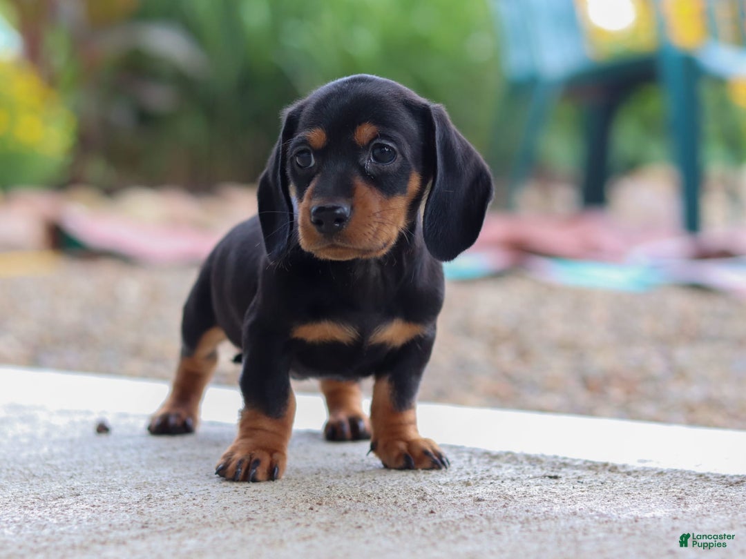 Miniature Dachshund dogs for sale: Miniature Dachshund 3 puppies - Image 6