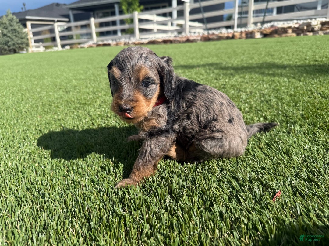 Bernedoodle dogs for sale: 3 - Image 2