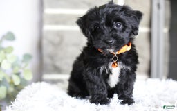 Yorkiepoo dogs for sale: Roo - Image 13