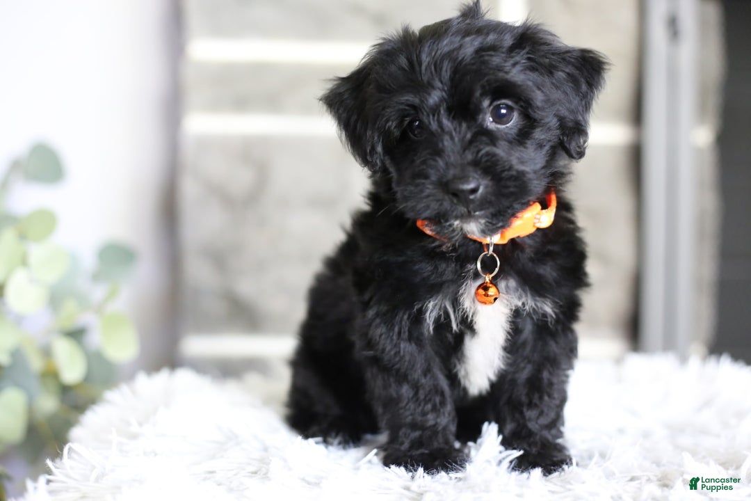 Yorkiepoo dogs for sale: Roo - Image 13