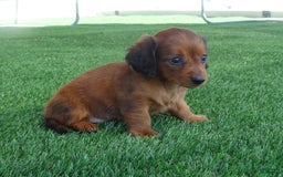 Miniature Dachshund dogs for sale: Abby - Image 2