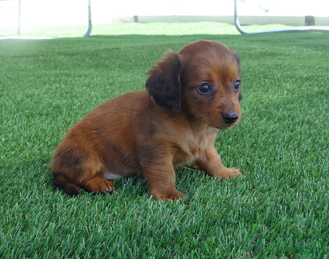 Miniature Dachshund dogs for sale: Abby - Image 2