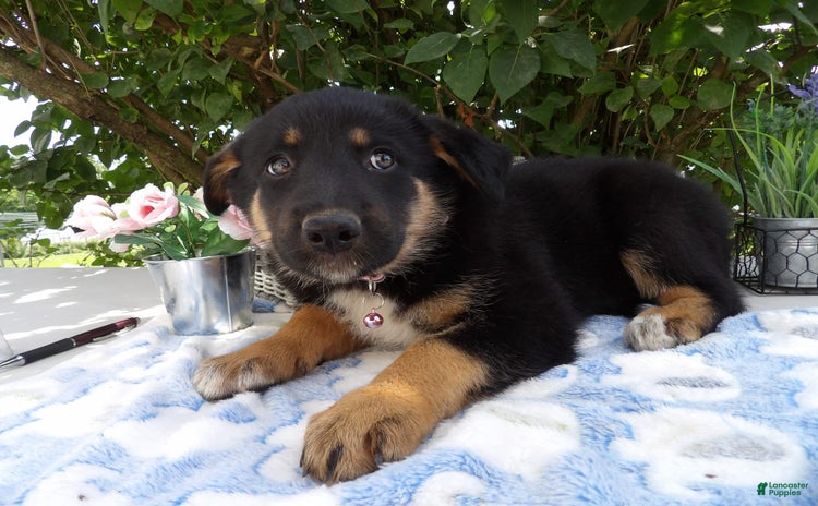 German Shepherd dogs for sale - Ad 5