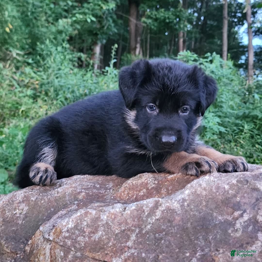 German Shepherd dogs for sale: Kai - Image 13