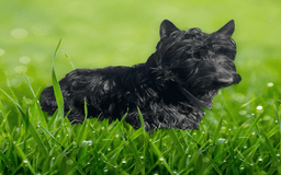 Scottish Terrier dogs for sale: Remi - Image 6
