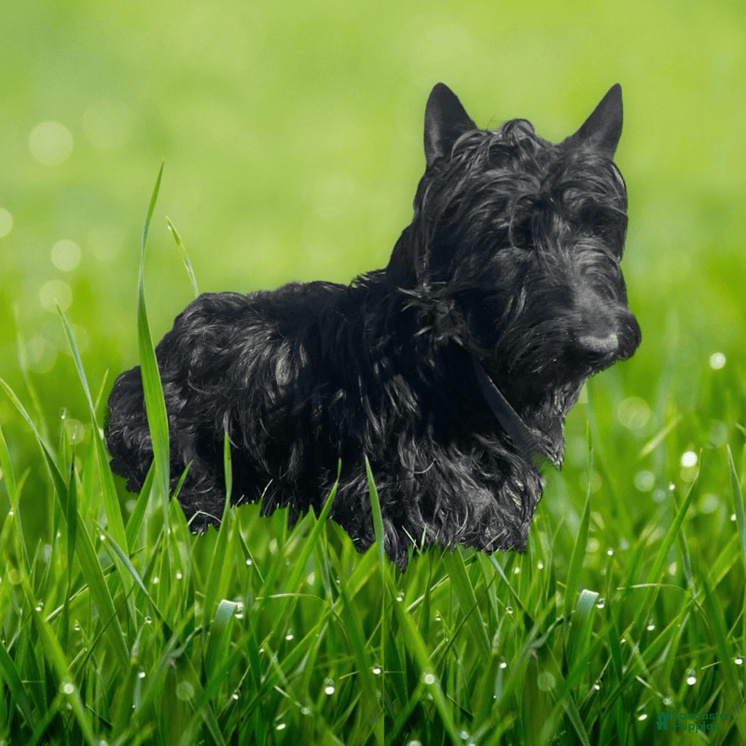 Scottish Terrier dogs for sale: Remi - Image 6