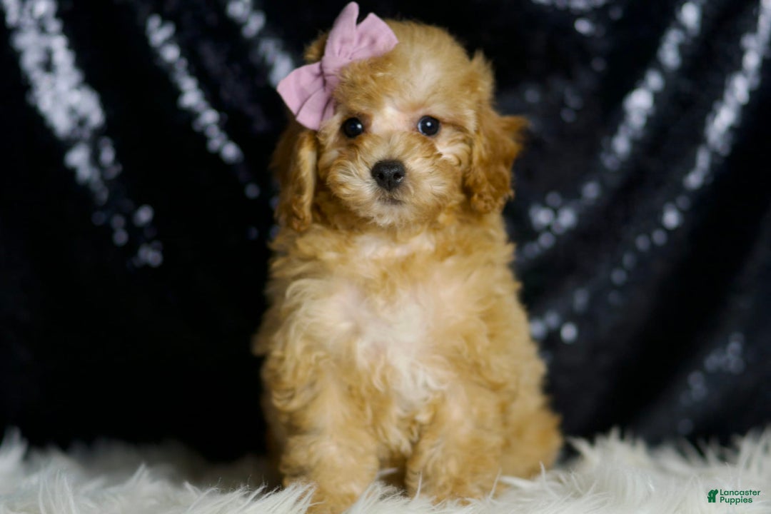 Miniature Poodle dogs for sale: Pinkie - Image 3