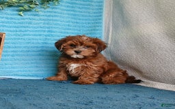 Havanese dogs for sale: Brooke - Image 3