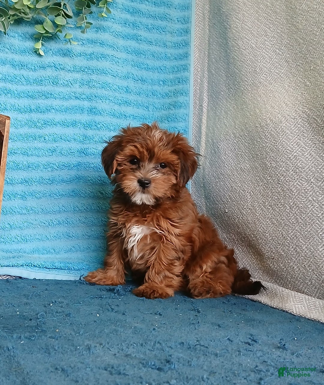 Havanese dogs for sale: Brooke - Image 3