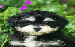 Cavapoo dogs for sale: Bingo - Image 2