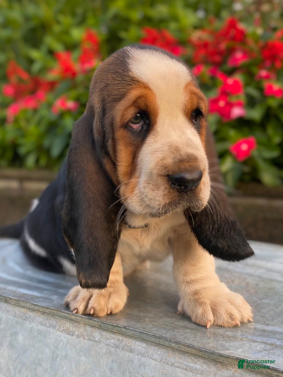 Basset Hound dogs for sale: Isabelle - Image 13