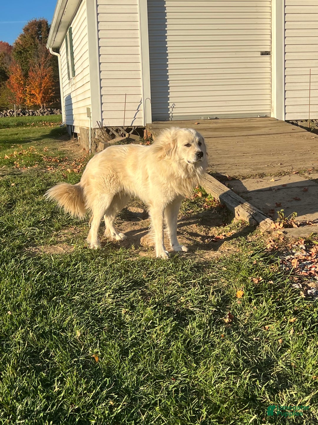 Great Pyrenees dogs for sale: Maverick - Image 2