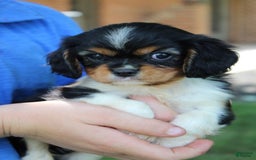 Cavalier King Charles Spaniel dogs for sale: Raina - Image 6