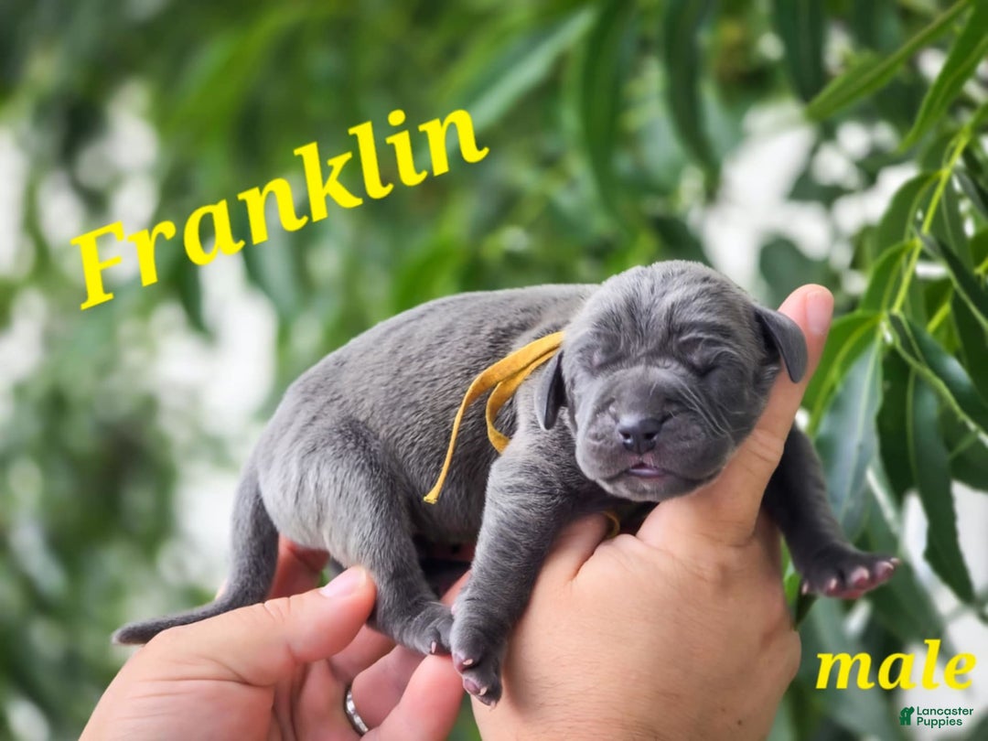 Great Dane dogs for sale: Franklin - Image 2