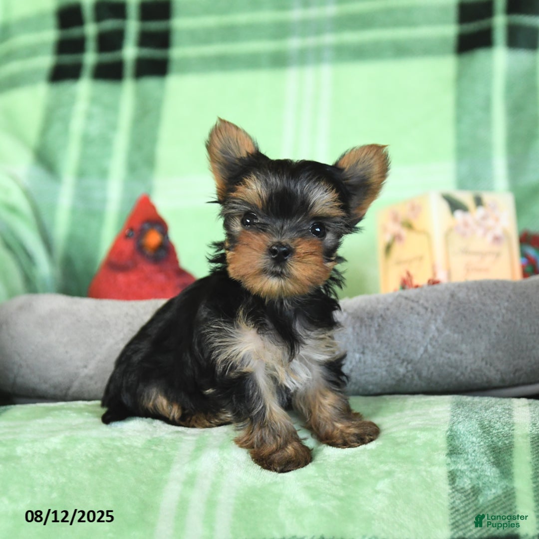 Yorkshire Terrier dogs for sale: Lacey - Image 3